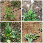 Garden Hoe - Carbon Steel Weed Removal Tool NoEnName_Null